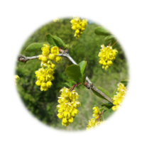 Berberis vulgaris